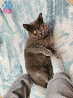 British Shorthair Cinsi Oğlumuza Eş Arıyoruz