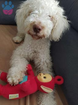 Toy Poodle 1 Yaşında Oğlumuza Eş Arıyoruz