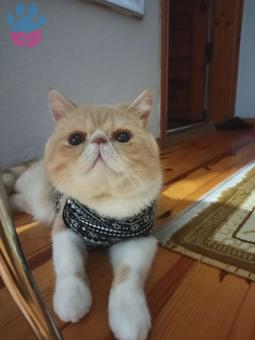 1 Yaşında Exotic Shorthair Oğlumuza Eş Arıyoruz