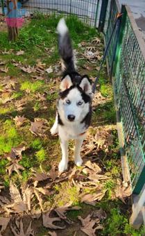 Husky Cinsi Oğlum Kuzey&#8217;e Eş Arıyoruz