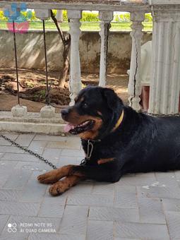 Rottweiler Cinsi Oğlumuza Eş Arıyoruz