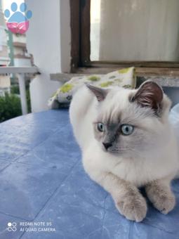 British Shorthair Cinsi Kızımıza Eş Arıyoruz