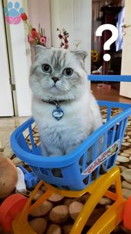 Scottish Fold Cinsi Oğlumuza Kısmet Arıyoruz :)