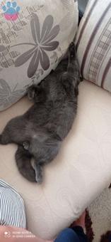1 Yaşında British Shorthair Erkek Kedime Eş Arıyorum