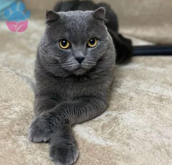 Scottish Fold Cinsi Uysal Oğluma Eş Arıyorum