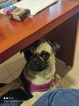 Pug Dişi 7 Aylık Köpeğime Eş Arıyorum