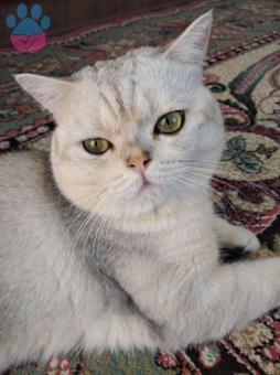 1 Yaşında Şecereli British Shorthair Oğluma Eş Arıyorum