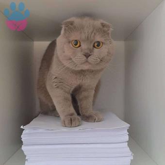 Scottish Fold 2.5 Yaşında Acil Gelin Aranıyor