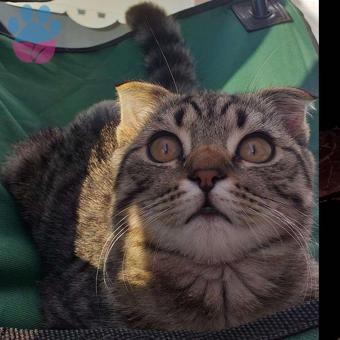 1 Yaşında Scottish Fold Cinsi Oğlumuza Eş Arıyoruz