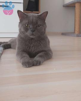 2 Yaşında British Shorthair Oğluma Eş Arıyorum