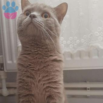 British Shorthair Oğlum Alex İçin Eş Arıyorum