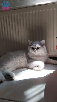 Chincilla Kedime Eş Arıyorum Kızgınlıkta