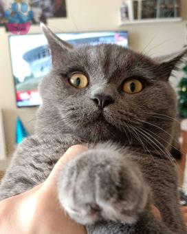 British Shorthair Oğluma Gelin Arıyorum