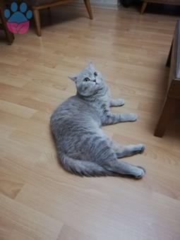 British Shorthair 2 Yaşında Oğluma Eş Arıyorum