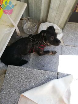 Tibet Terrier Oğluma Gelin Arıyoruz