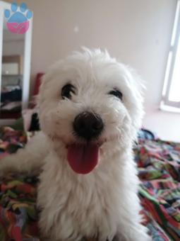 Maltese Terrier 3 Yaşında Köpeğime Eş Arıyorum
