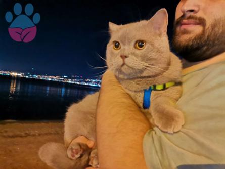 British Shorthair Lilac Oğluma Eş Arıyorum