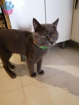 British Shorthair Oğlumuza Eş Arıyoruz