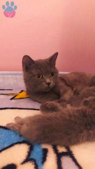 British Shorthair 2 Yaşında Kedime Eş Arıyorum