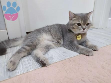 British Shorthair Kedim Oscar&#8217;a Dişi Eş Arıyorum