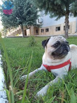 Pug 3 Yaşında Oğluma Eş Arıyorum