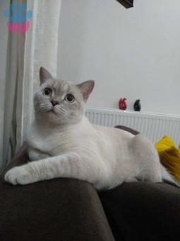 British Shorthair 1 Yaşında Kızıma Eş Arıyorum