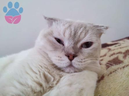 Erkek Scottish Fold Kedimize British Shorthair Eş Arıyoruz