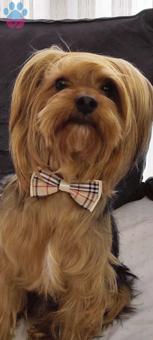 Yorkshire Terrier Köpeğimiz İçin Eş Arıyoruz