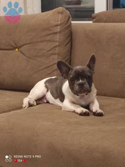 French Bulldog Yakışıklı Oğlumuza Dünya Güzeli Arıyoruz