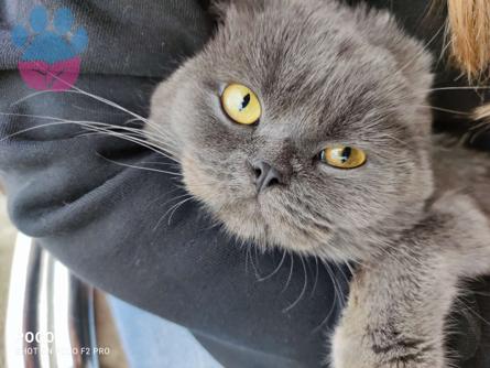 Scottish Fold 1 Yaşındaki Oğlumuza Eş Arıyoruz