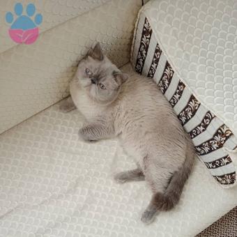 Exotic Shorthair Özel Eş Arayanlara