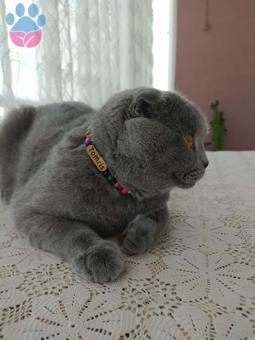 Scottish Fold Erkek Kedimize Eş Arıyoruz