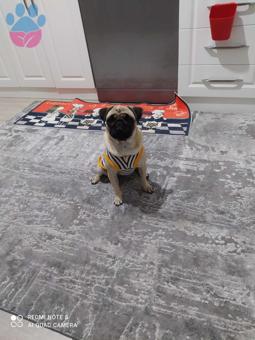 Pug Cinsi Kızımıza Damat Arıyoruz