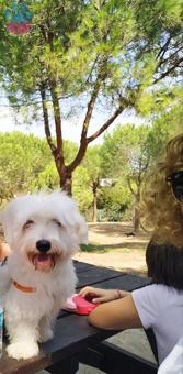 Maltese terrier 0 Numara 1 Yaşında Eş Arıyoruz
