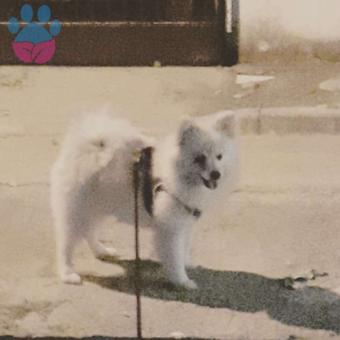 Pomeranian Boo Yakışıklı Oğluma Eş Arıyorum