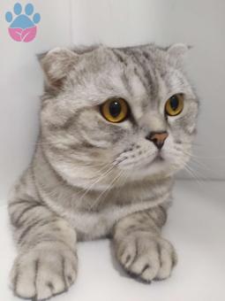 Scottish Fold Çakıl Eş Arıyor 2 Yaşında