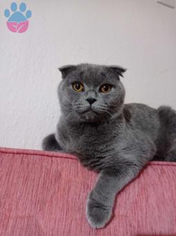 Scottish Fold Oğlumuza Eş Arıyoruz 8 Aylık