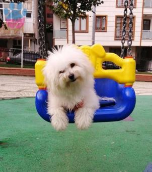 Maltipoo Cinsi Kızımıza Eş Arıyoruz 11 Aylık