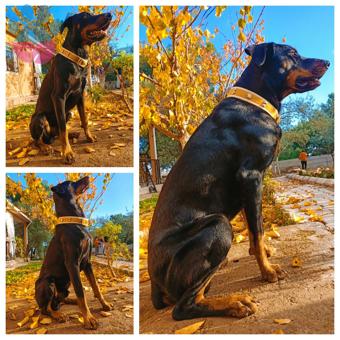 Doberman Oğlumuza İzmir İçi Gelin Arıyoruz