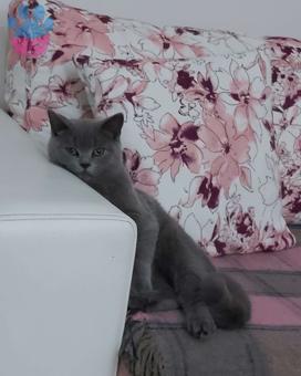 British Shorthair 9 Aylık Oscar Kızgınlıkta