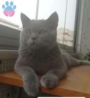 British Shorthair Yakışıklı Oğluma Eş Arıyorum