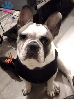 French Bulldog Oğlumuza Eş Arıyoruz 5 Buçuk Yaşında