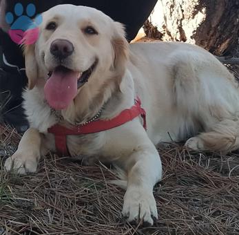 Golden Retreiver Bayby Face Kızımıza Eş Arıyoruz