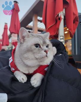 British Shorthair Yakışıklı Oğluma Gelin Arıyorum