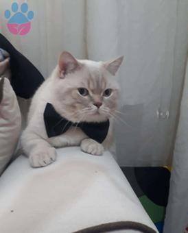 British Shorthair Oğlumuza Eş Arıyoruz