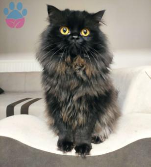 British Longhair Yakışıklı Oğluma Dişi Arıyorum