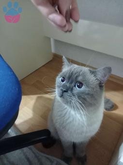 British Shorthair Oğlumuz Kızgınlıkta