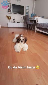 Shih Tzu Yakışıklı Oğluma İstanbul İçi Eş Arıyoruz