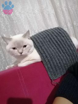 British Shorthair Oğluma Eş Arıyorum