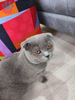 Scottish Fold 1 Yaşındaki Oğluma Gelin Arıyorum